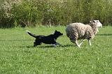 BORDER COLLIE - MOUTONS 102